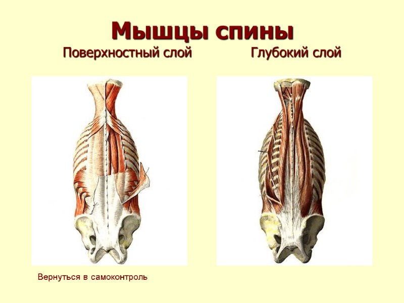 Мышцы спины Поверхностный слой          